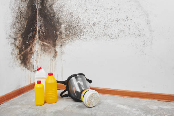 Professional Mold Removal in Sanatoga, PA