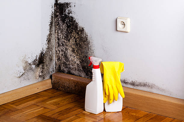 Best Emergency Mold Removal  in Sanatoga, PA