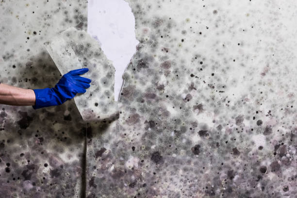 Best Mold Remediation Experts  in Sanatoga, PA