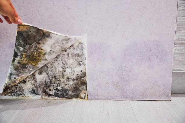 Best Mold Cleaning Services  in Sanatoga, PA